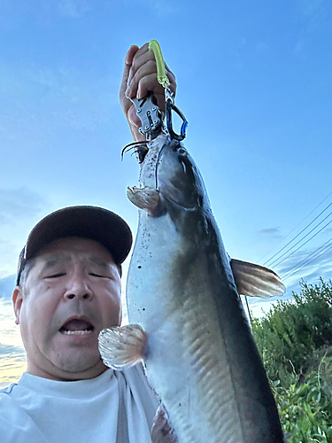 アメリカンキャットフィッシュの釣果