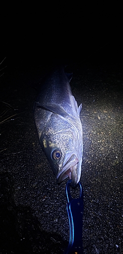 スズキの釣果