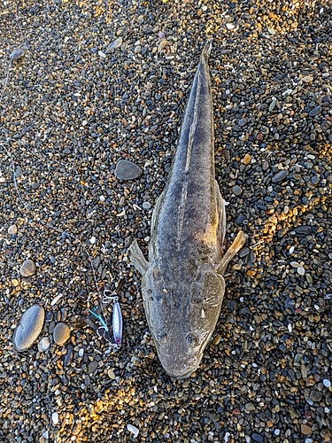 マゴチの釣果