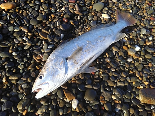 ニベの釣果