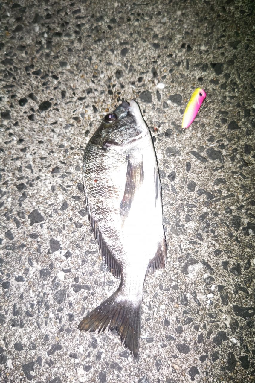 チヌ