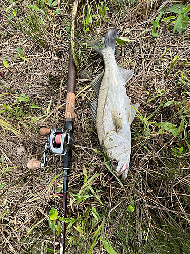 セイゴ（マルスズキ）の釣果