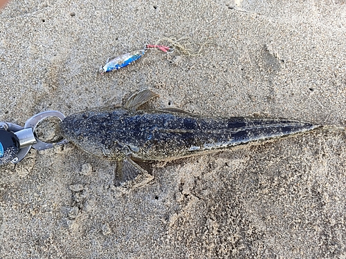 マゴチの釣果