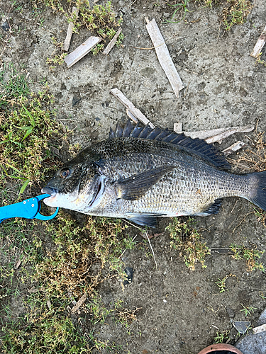 クロダイの釣果