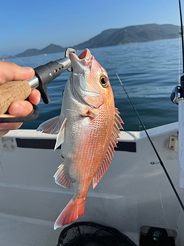 ハマチの釣果