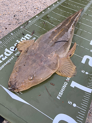 マゴチの釣果