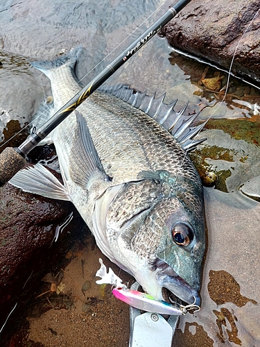 チヌの釣果