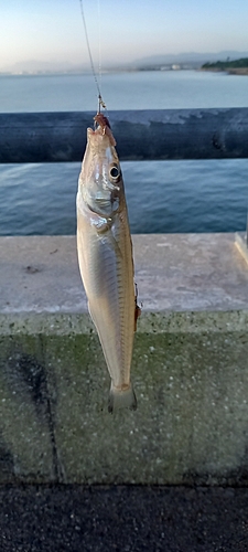 キスの釣果