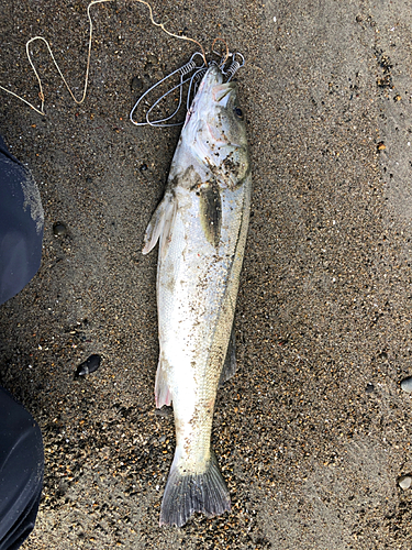 スズキの釣果