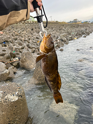 アブラコの釣果