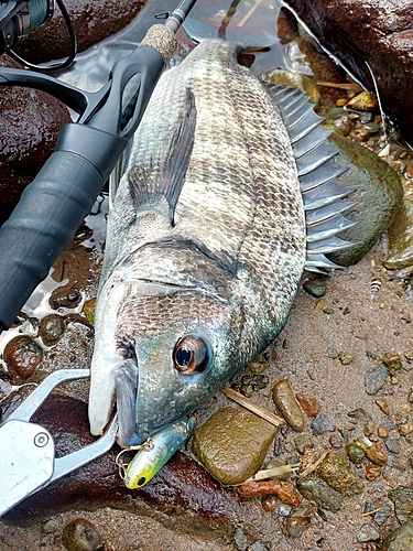 チヌの釣果