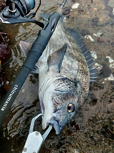 チヌの釣果