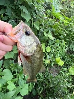 ラージマウスバスの釣果