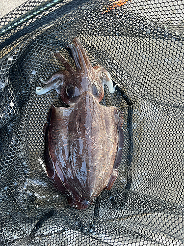 モンゴウイカの釣果