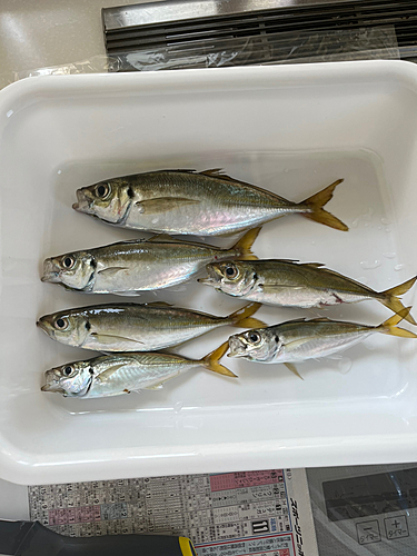 アジの釣果