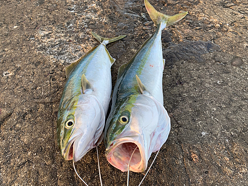 ハマチの釣果