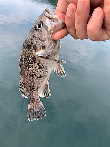 クロソイの釣果