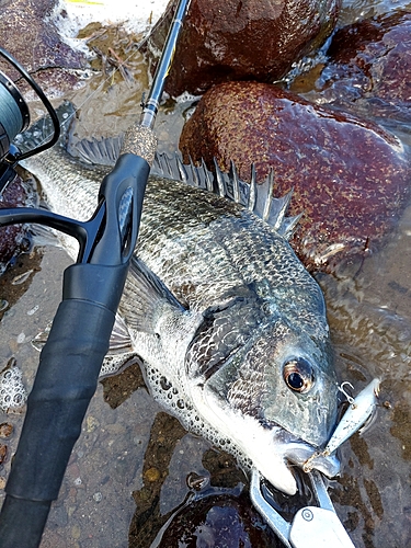 チヌの釣果