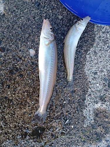 キスの釣果