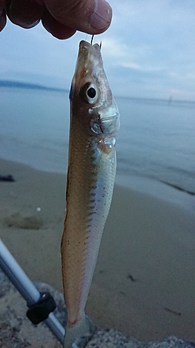 シロギスの釣果