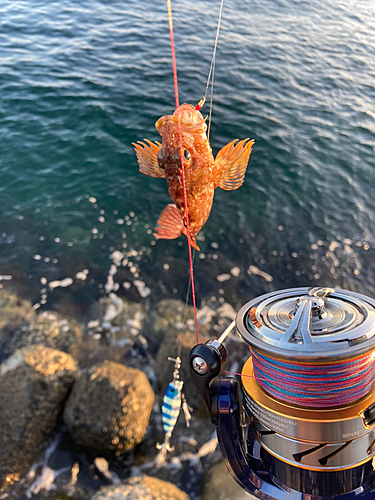 カサゴの釣果