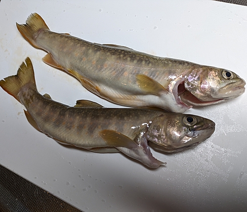 ニッコウイワナの釣果