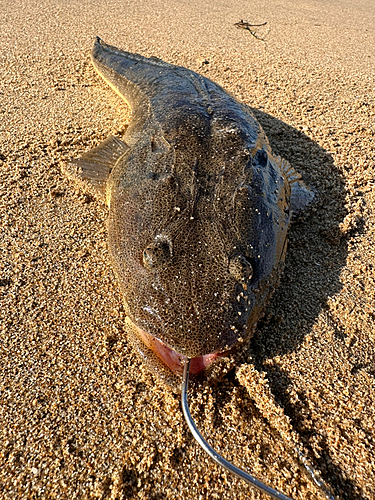 マゴチの釣果