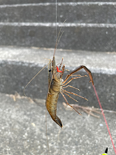 テナガエビの釣果