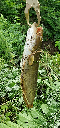 ナマズの釣果