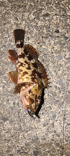 カサゴの釣果