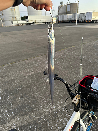 タチウオの釣果