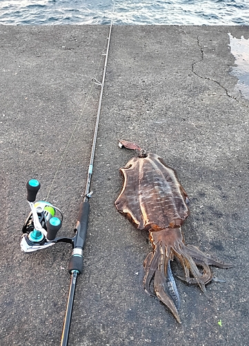 アオリイカの釣果