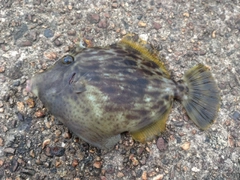 カワハギの釣果