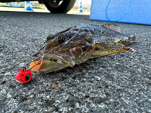 アナハゼの釣果