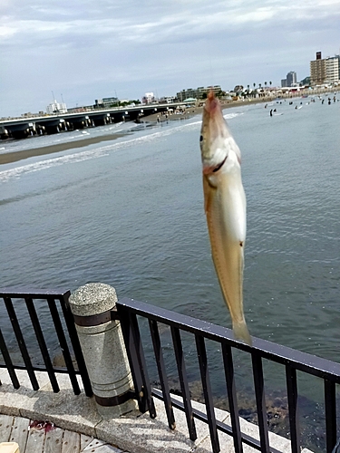 シロギスの釣果