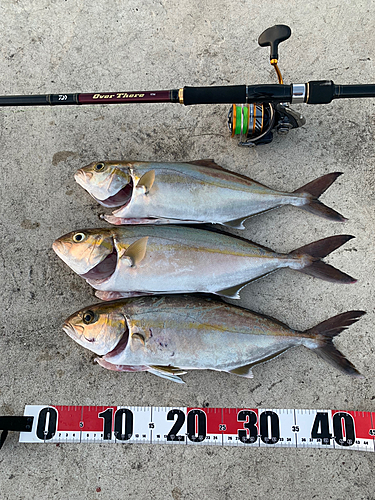 カンパチの釣果