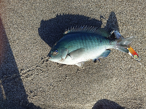 メジナの釣果