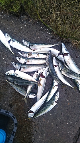 サバの釣果