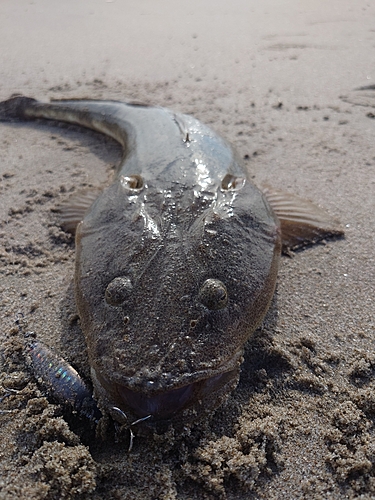 マゴチの釣果