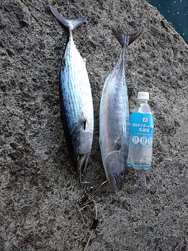 カツオの釣果