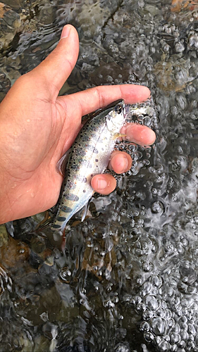 アマゴの釣果