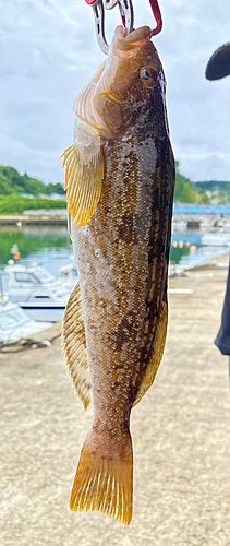 アイナメの釣果