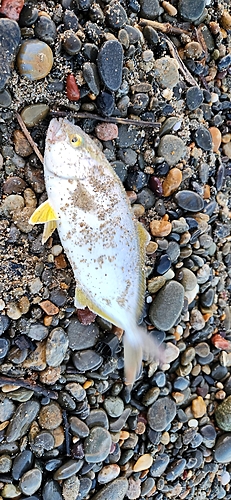 ショゴの釣果