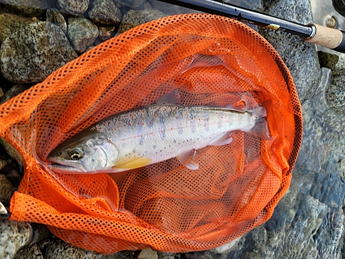 アマゴの釣果