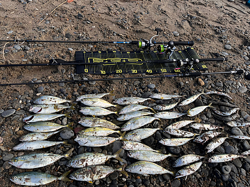 ワカシの釣果