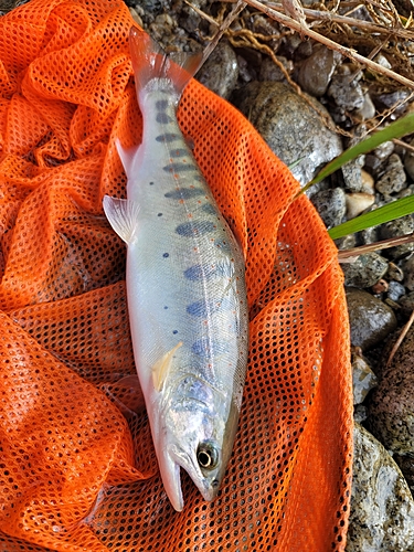 アマゴの釣果