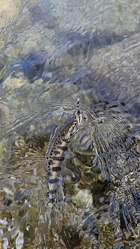 アマゴの釣果