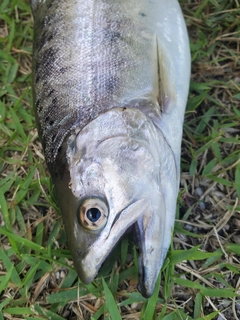 ヤマメの釣果