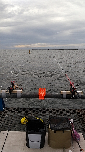 イワシの釣果