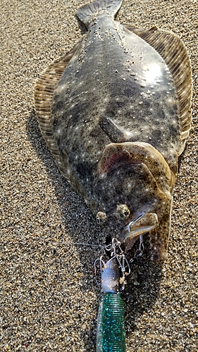 ソゲの釣果